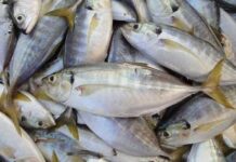 Cá biển không rán mà hấp theo kiểu này, ăn không một chút tanh còn thơm ngon ngất ngây