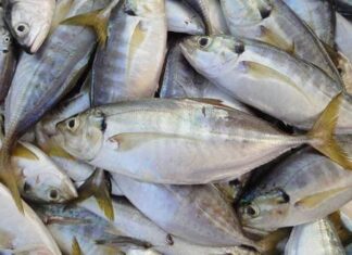 Cá biển không rán mà hấp theo kiểu này, ăn không một chút tanh còn thơm ngon ngất ngây